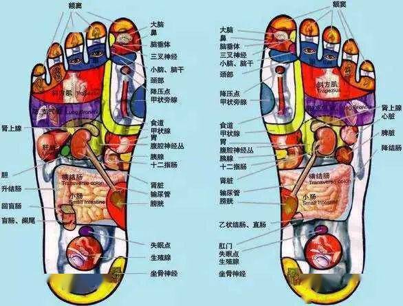 探索足部按摩的秘密世界，最新足部反射区示意图解析