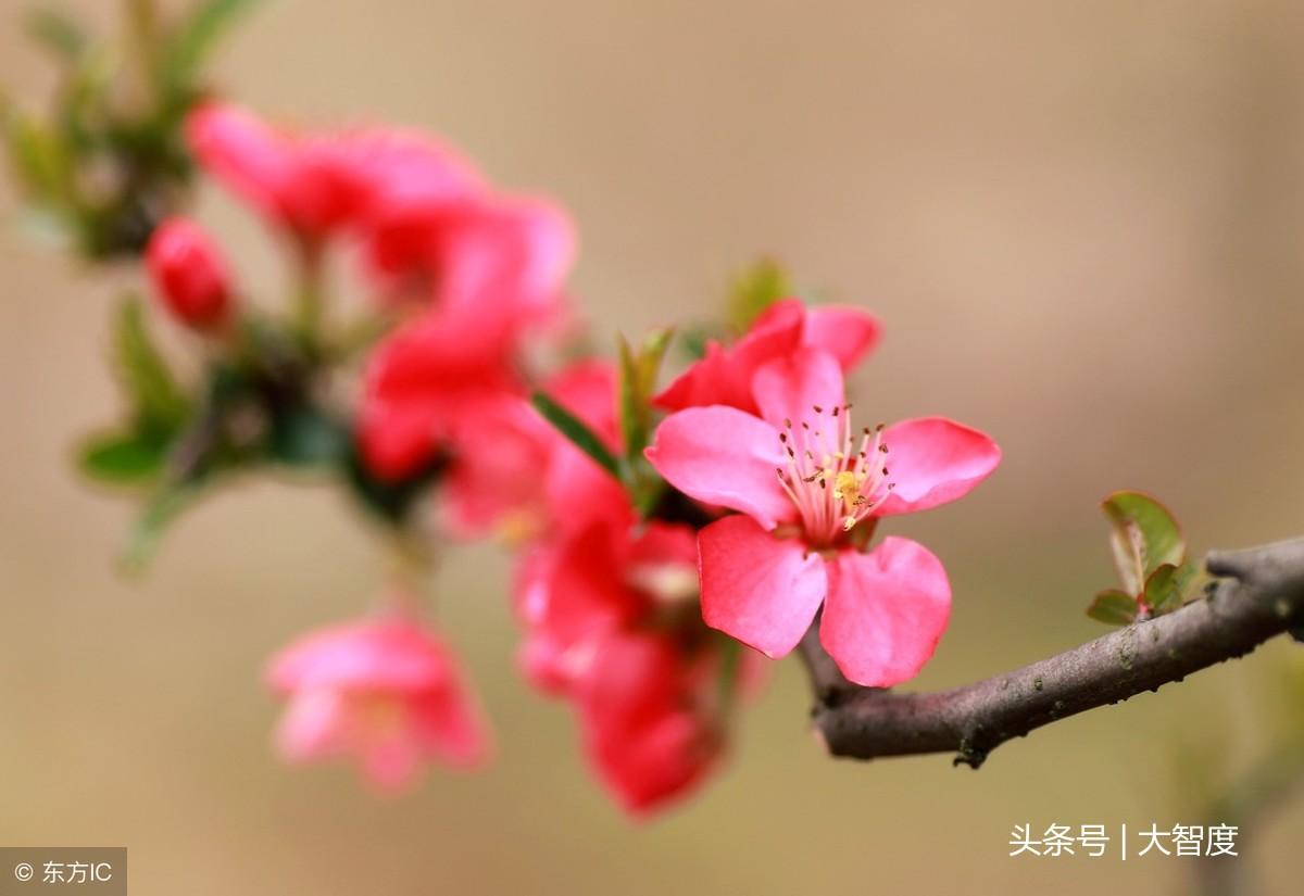 落花网最新网址，探索与体验之旅