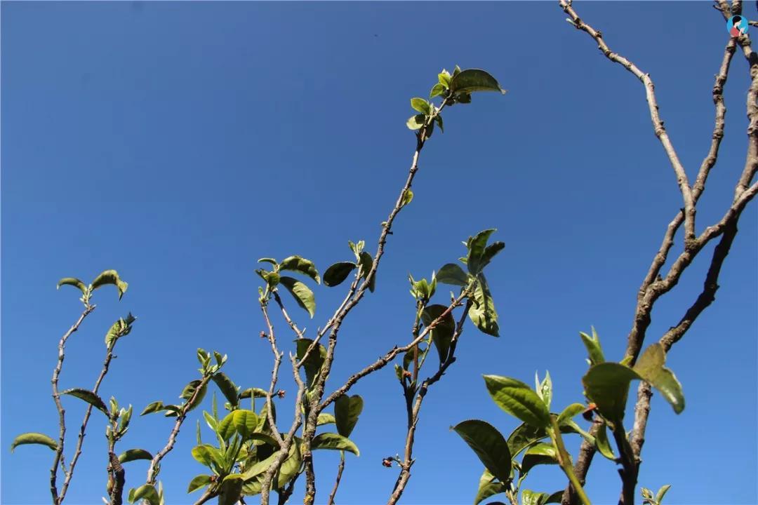 最新款一芽一叶采茶机，革新茶园作业，引领采茶革命新篇章