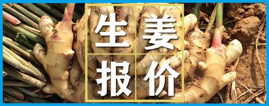 今日生姜市场最新价格及影响分析