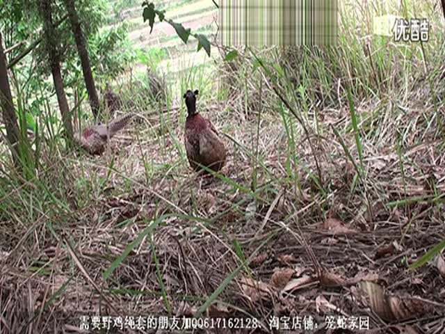 探索套竹鸡的最新视频与套阵法技巧