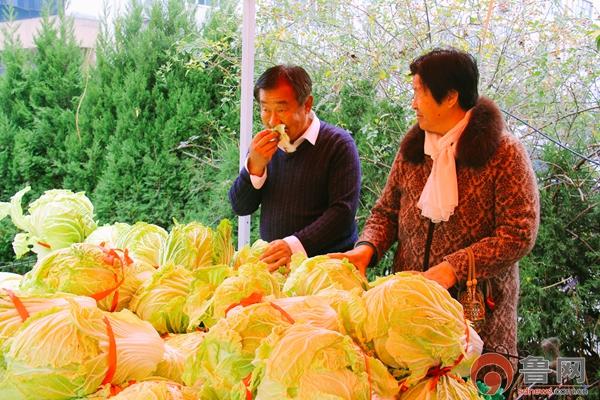 大白菜市场价格动态分析