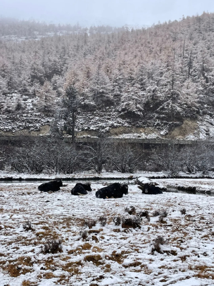 塘巴雪村天气预报更新