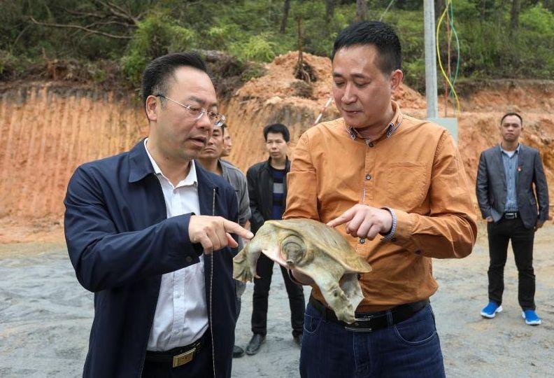 诗洞镇未来蓝图，最新发展规划引领繁荣塑造